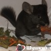 Урчик