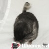 Персей