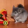 Софи КУППЕР