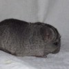 Мик