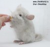 2,5 мес