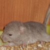 Лайти