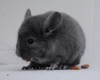 2 мес