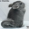 Стар Иванна