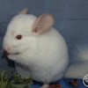 Нарва