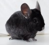 6 лет 4 мес