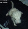 новорожденный