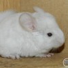 Марго