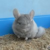 Кефея