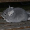 Курочка Ряба