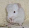 3 нед