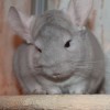 Милана