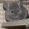 НС Инесс