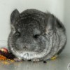 Дакота Арктик Шиншилла