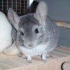 Лелик