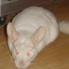 Тиффани