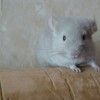 Мокко