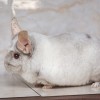 4 Стар Соломон