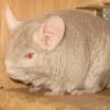 Моцартин