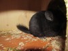 Клодий 1 месяц