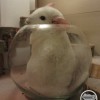 Снежок