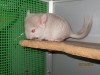 1,5 мес