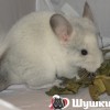 Финик