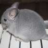 Скай