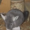 Элизабет
