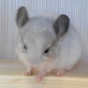 Соня