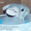 Сансей