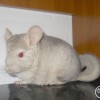 Оллард