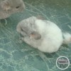 Одри Тоту