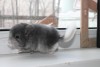 3 недели