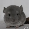 Латифа
