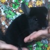 Ежевичка