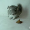Фокс