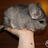 без клички