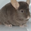 Нарико