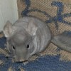 Лакки