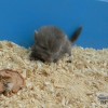 Франклин