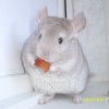 МиниМашка 