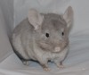 3 мес