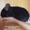 Самира