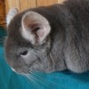 Щекотка