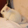 Милана