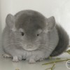 Жоэль Арктик Шиншилла