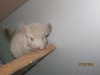 1 месяц