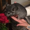 Василиса