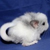 Никос